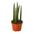 Snake Plant Cylindrica — 4-Inch Pot