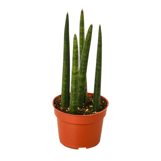 Snake Plant Cylindrica — 4-Inch Pot