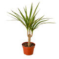 Dracaena Marginata Cane — 4-Inch Pot