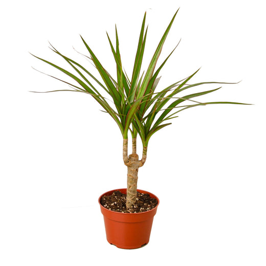 Dracaena Marginata Cane — 4-Inch Pot