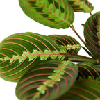 Red Prayer Plant — Maranta live plant