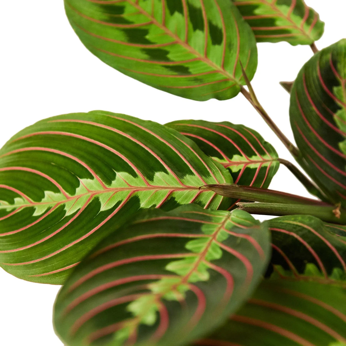 Red Prayer Plant — Maranta live plant