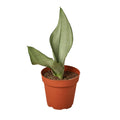 Snake Plant Moonshine — 4-Inch Pot