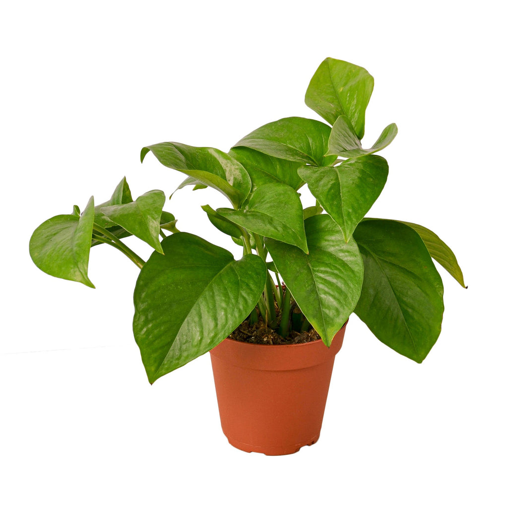 Green Queen Pothos — Easy Trailing Houseplant live plant