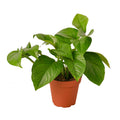 Green Queen Pothos — Easy Trailing Houseplant