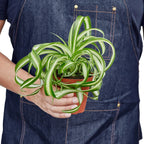 Bonnie Spider Plant — Curly Spider Plant live plant