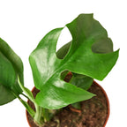Mini Monstera — Rhaphidophora Tetrasperma live plant