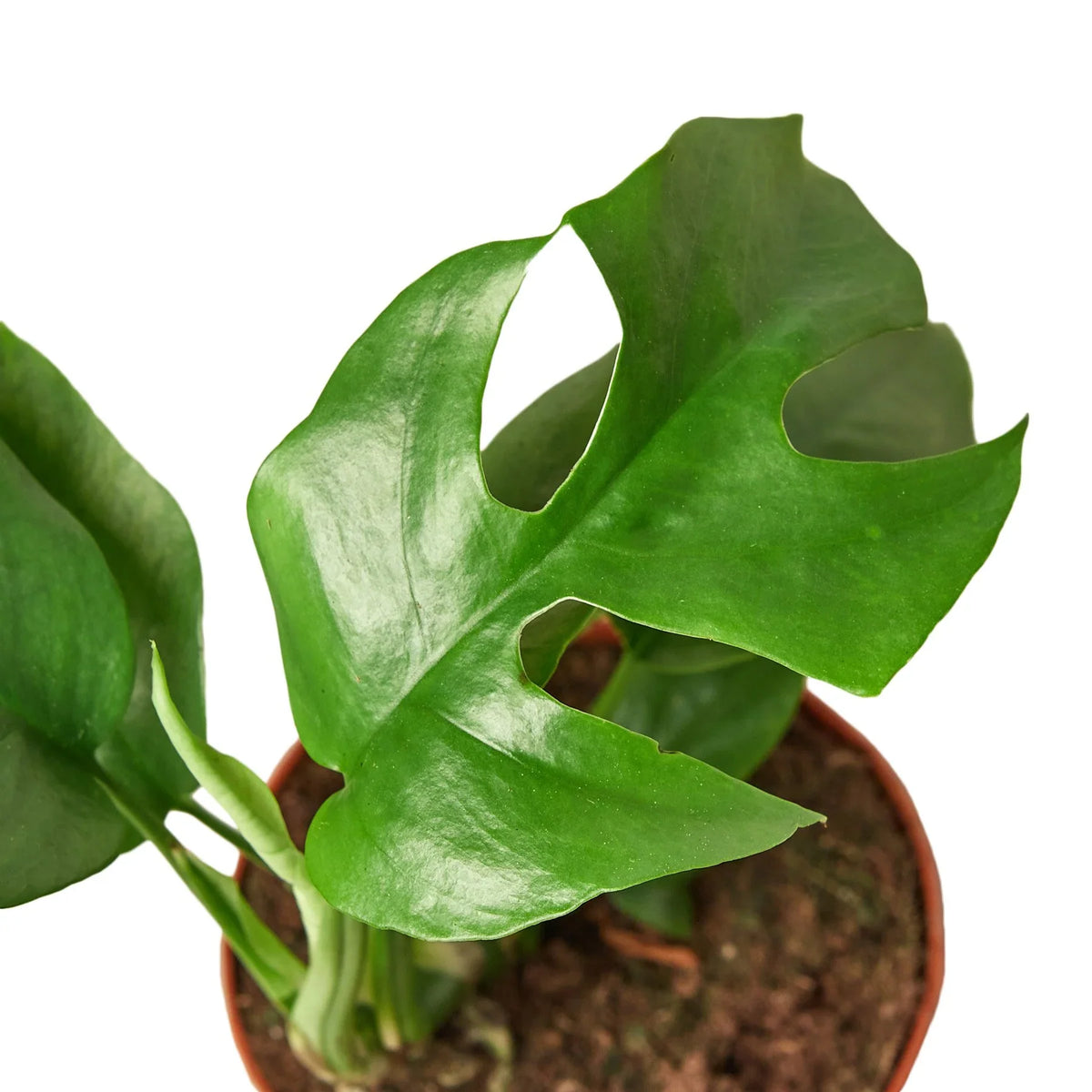 Mini Monstera — Rhaphidophora Tetrasperma live plant