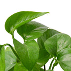 Green Queen Pothos — Easy Trailing Houseplant live plant
