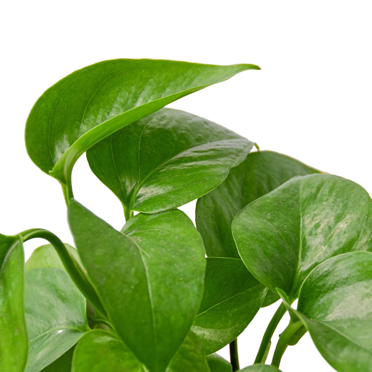 Green Queen Pothos — Easy Trailing Houseplant live plant