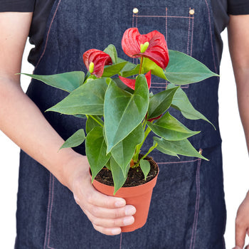 Red Anthurium — Flowering Houseplant live plant