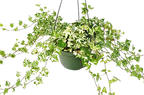 English Ivy 'Kolibre'