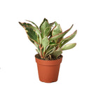 Ginny Peperomia — Tricolor Baby Rubber Plant live plant