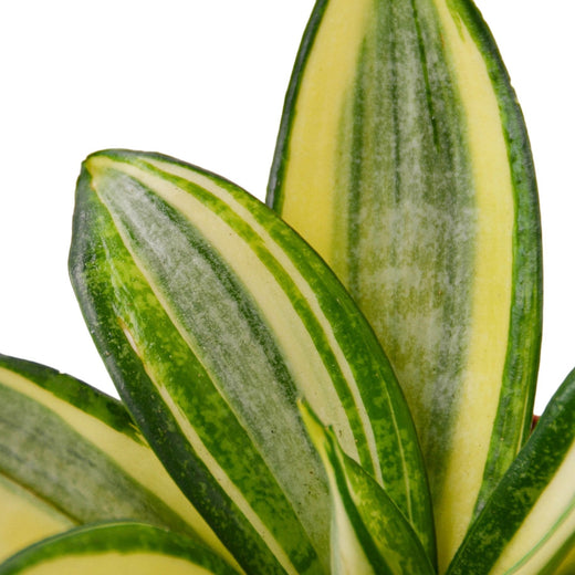 Snake Plant Gold Hahnii — 6-Inch Pot