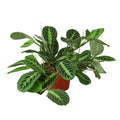 Lemon Lime Maranta — Patterned Prayer Plant