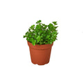 Nettle 'Baby's Tear' — 4-Inch Pot
