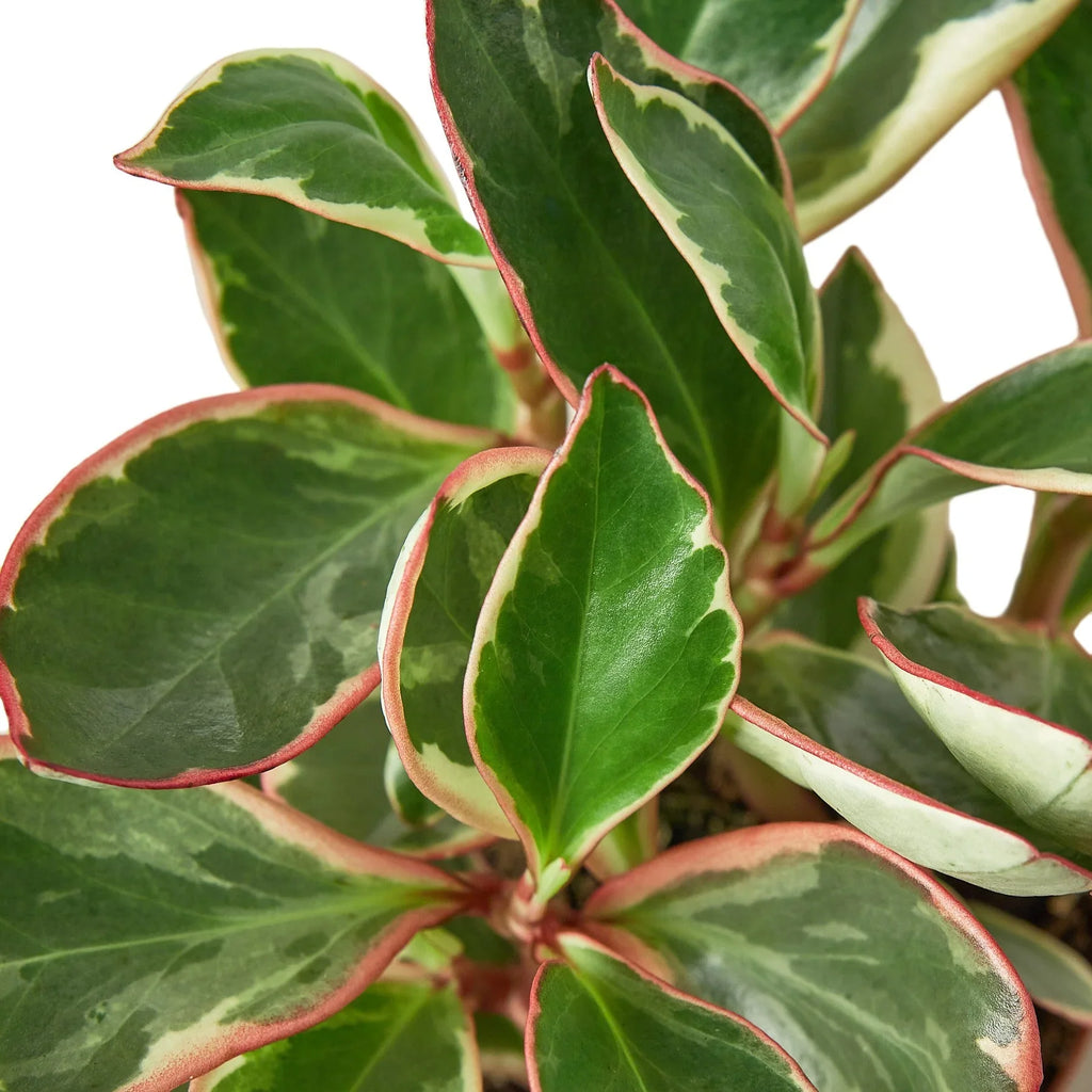 Ginny Peperomia — Tricolor Baby Rubber Plant live plant