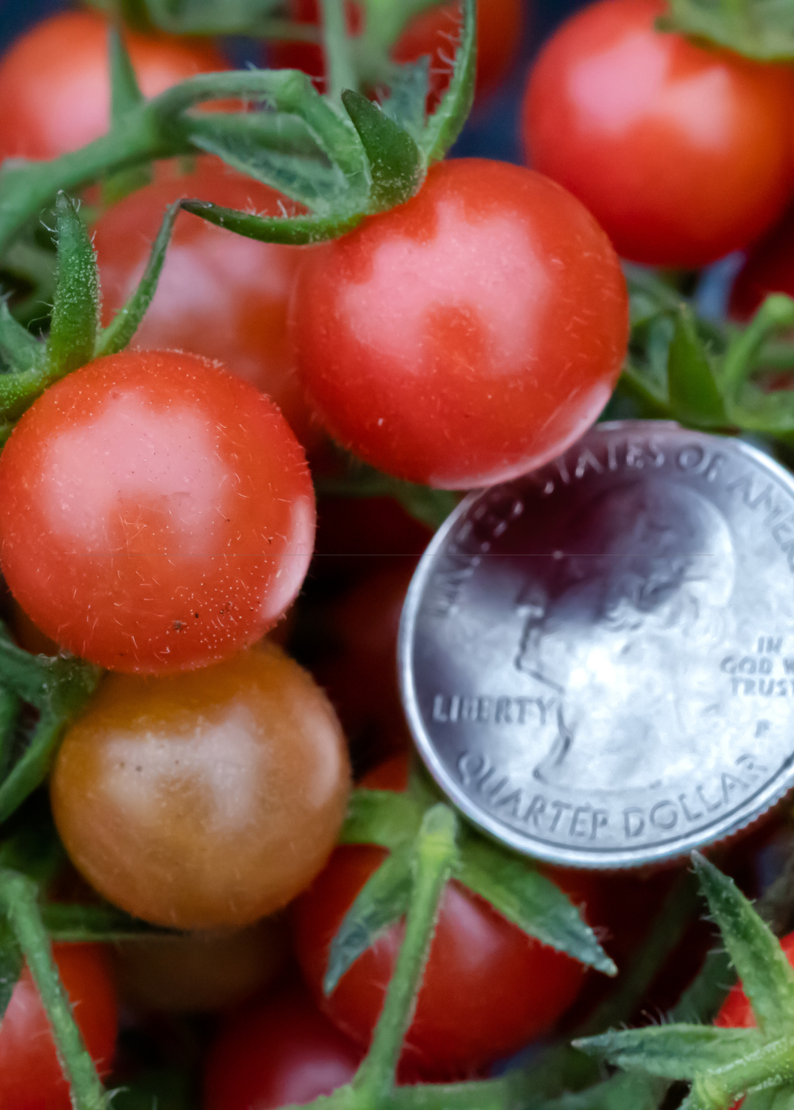 Everglades Tomato — Live Tomato Plant