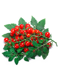 Everglades Tomato — Live Tomato Plant