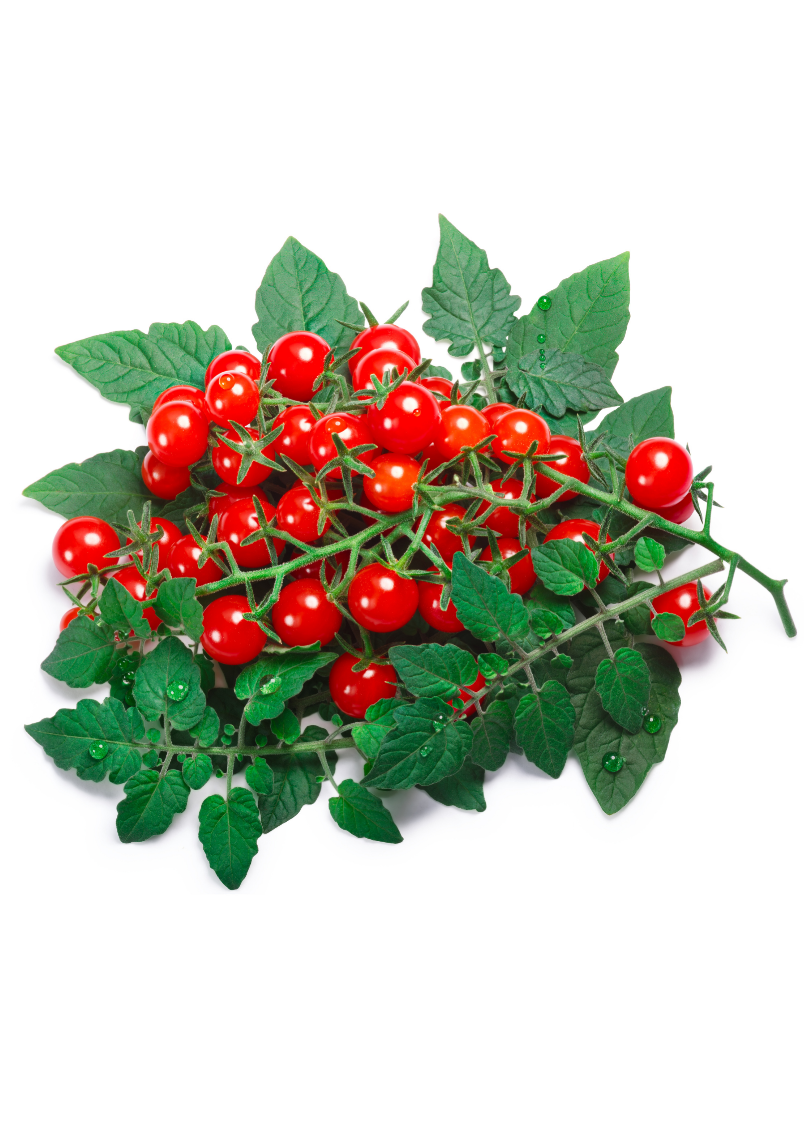Everglades Tomato — Live Tomato Plant