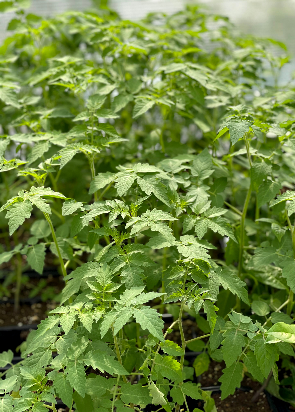 Everglades Tomato — Live Tomato Plant