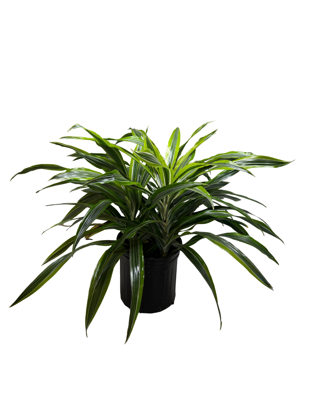 Lemon Lime Dracaena — Bright Easy-Care Plant live plant