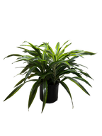 Lemon Lime Dracaena — Bright Easy-Care Plant live plant