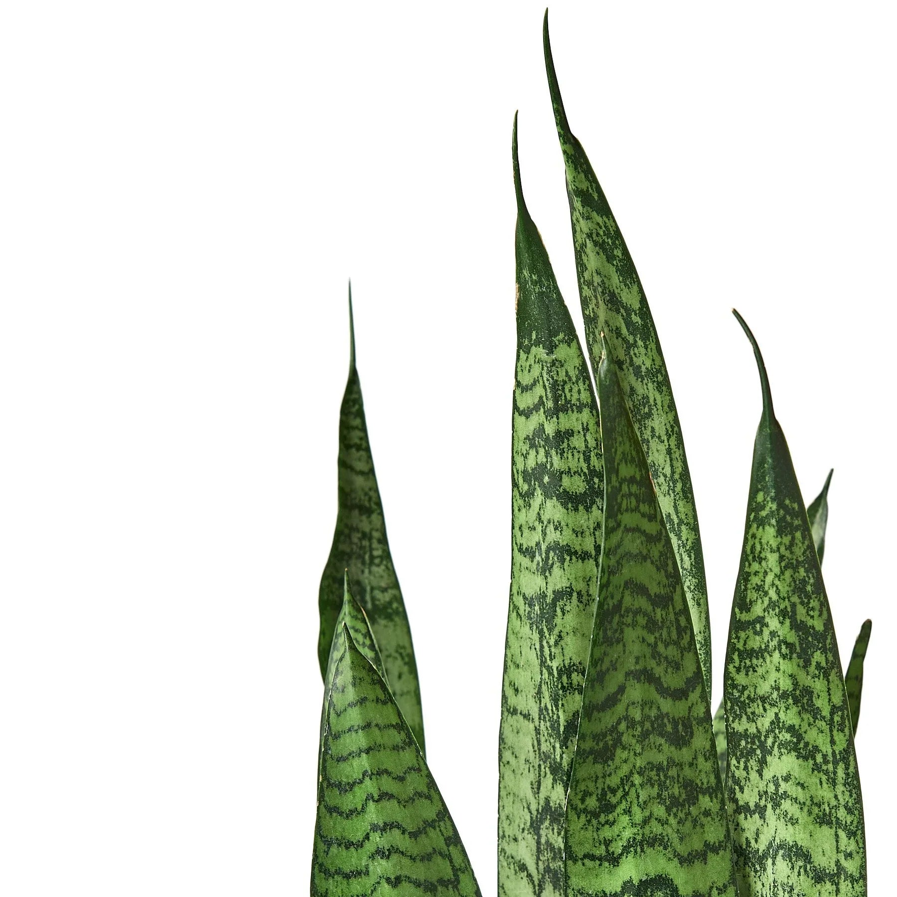 Zeylanica Snake Plant live plant