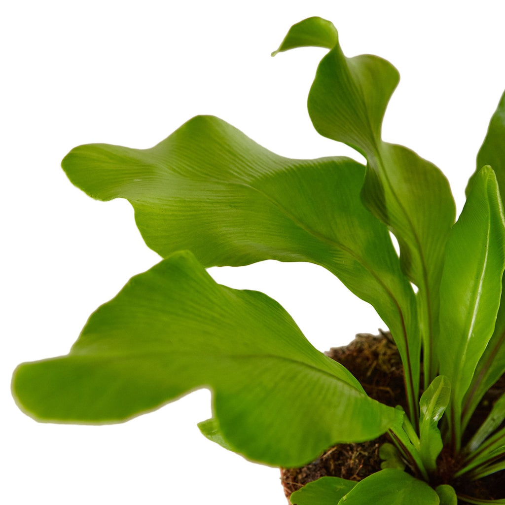 Bird's Nest Fern — Nidus Indoor Fern live plant