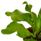Bird's Nest Fern — Nidus Indoor Fern live plant