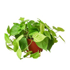 Neon Philodendron — Bright Trailing Houseplant live plant