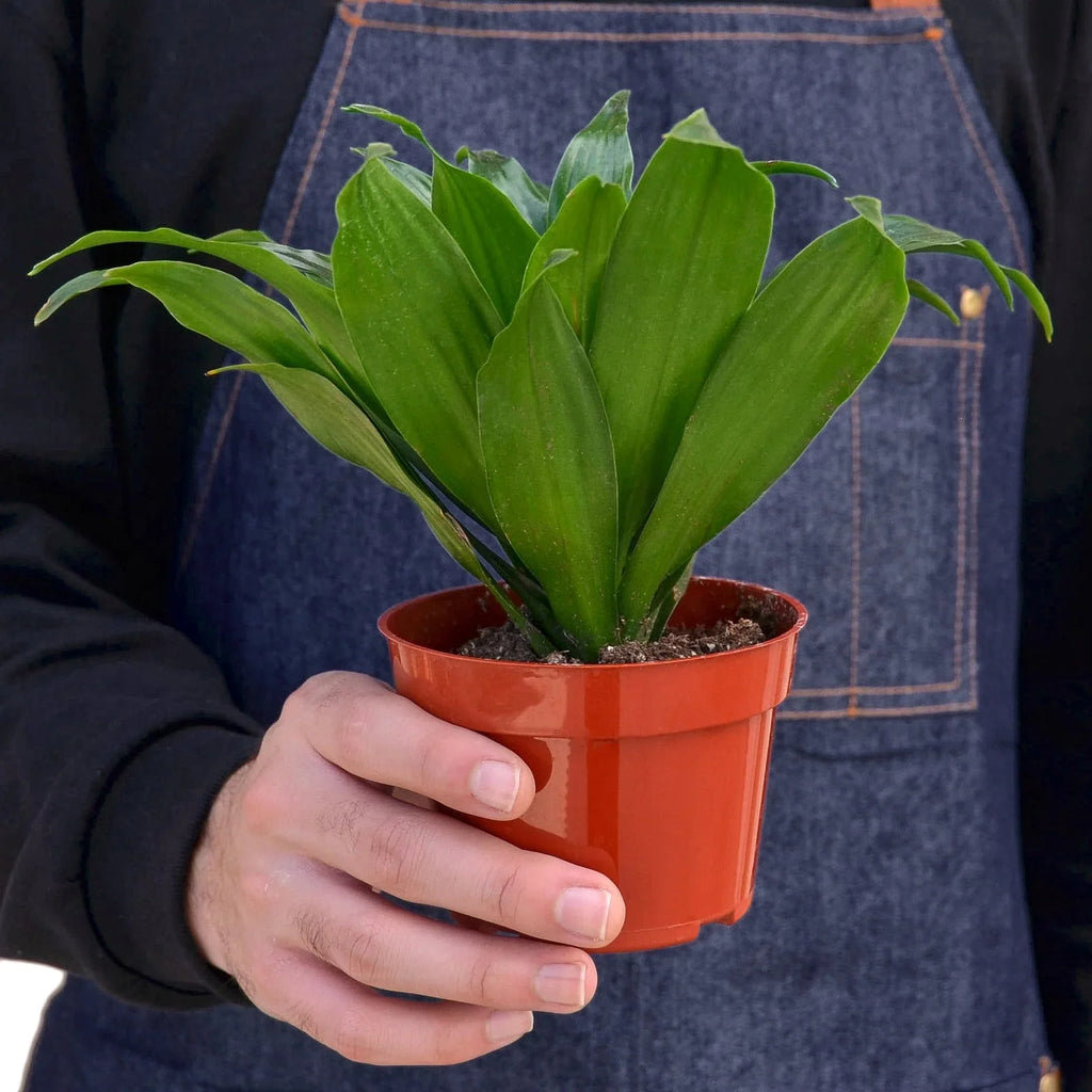 Janet Craig Dracaena — Easy-Care Floor Plant live plant