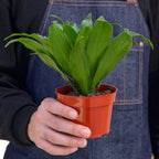 Janet Craig Dracaena — Easy-Care Floor Plant live plant