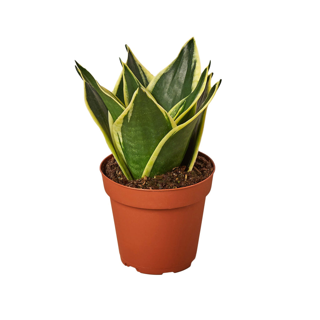 Black Gold Snake Plant — Golden-Edged Foliage live plant