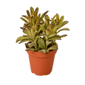 Kalanchoe Tomentosa 'Chocolate Soldier' Succulent — 4-Inch Pot