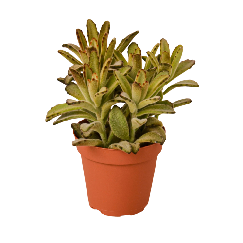 Kalanchoe Tomentosa 'Chocolate Soldier' Succulent — 4-Inch Pot