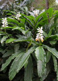 False Cardamom — Alpinia mutica Plant