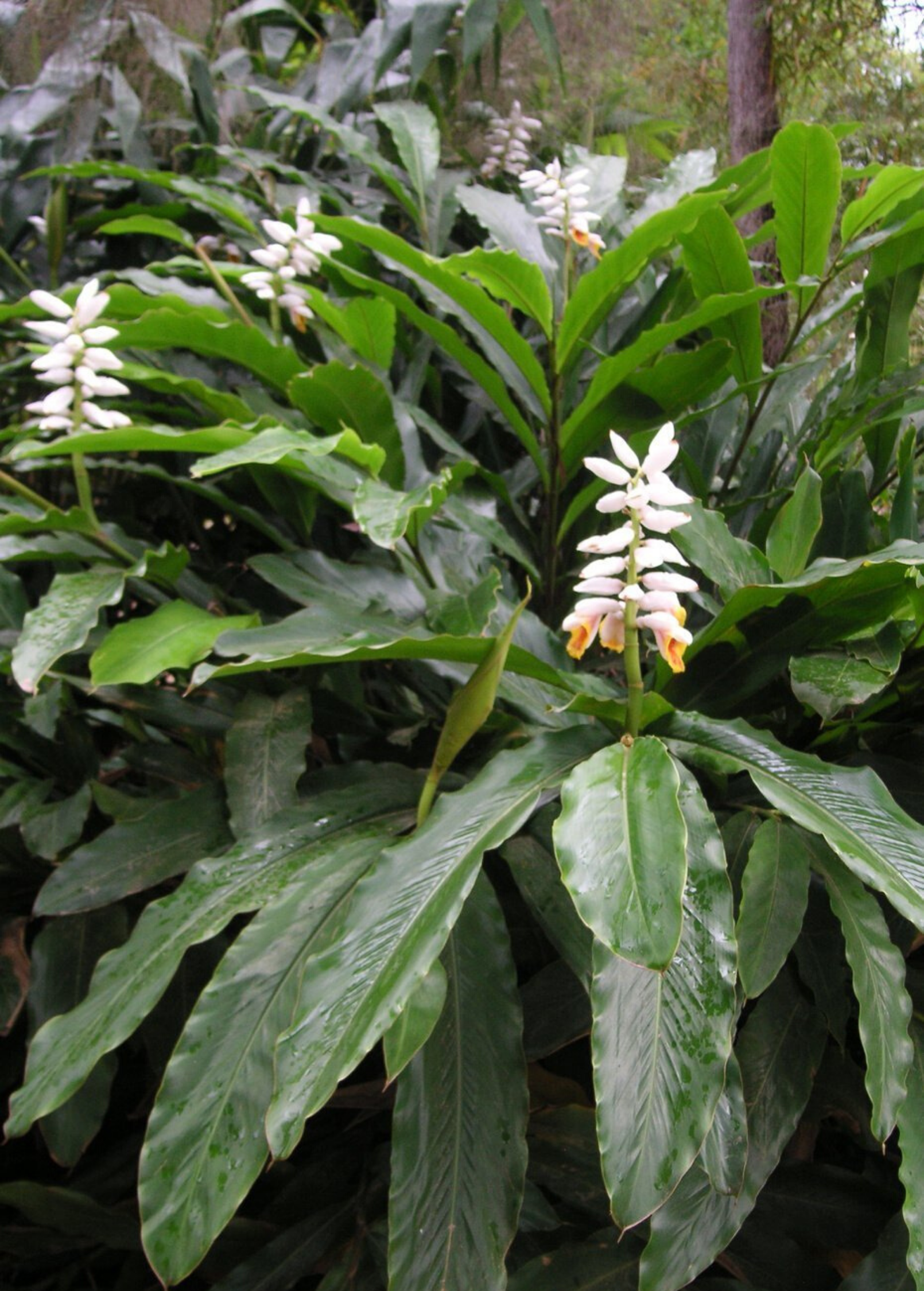 False Cardamom — Alpinia mutica Plant