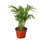 Parlor Palm — Easy-Care Indoor Palm live plant