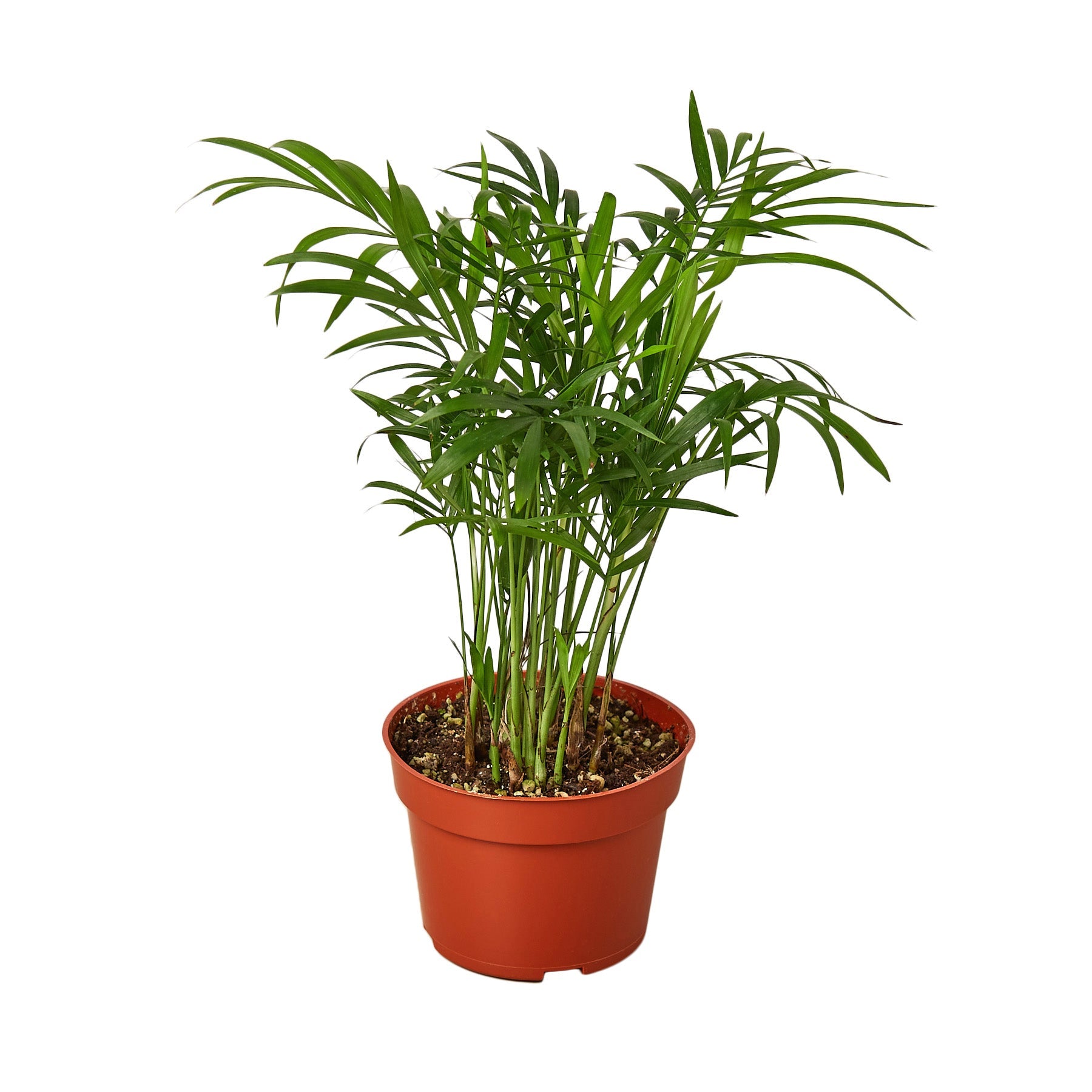 Parlor Palm — Easy-Care Indoor Palm live plant