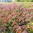 Ragin' Red™ Dogwood
