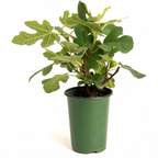 Fignomenal dwarf fig tree in a plain 1 quart nursery pot