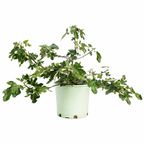 Fignomenal dwarf fig tree in a plain 3 gallon nursery pot