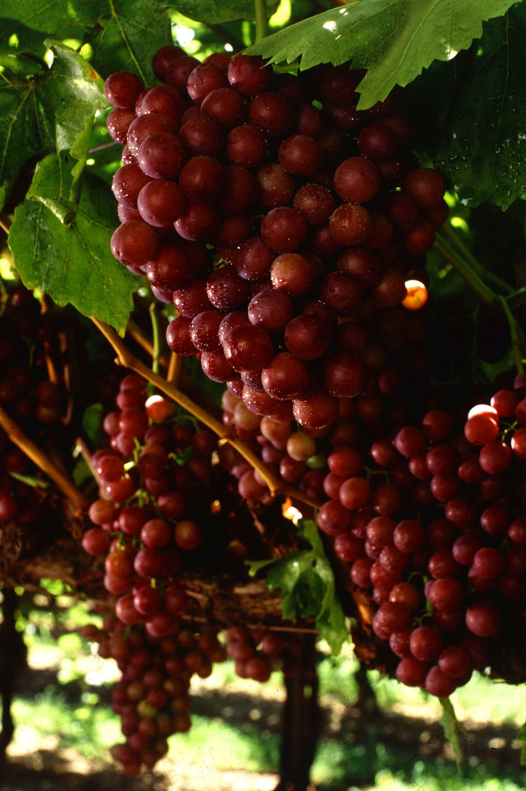 Flame Seedless grape clusters on a vine; harvest example, not the plant delivered.