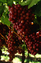Flame Seedless grape clusters on a vine; harvest example, not the plant delivered.