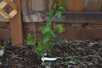 Young Flame Seedless grapevine growing outdoors; example growth stage, not the plant delivered.