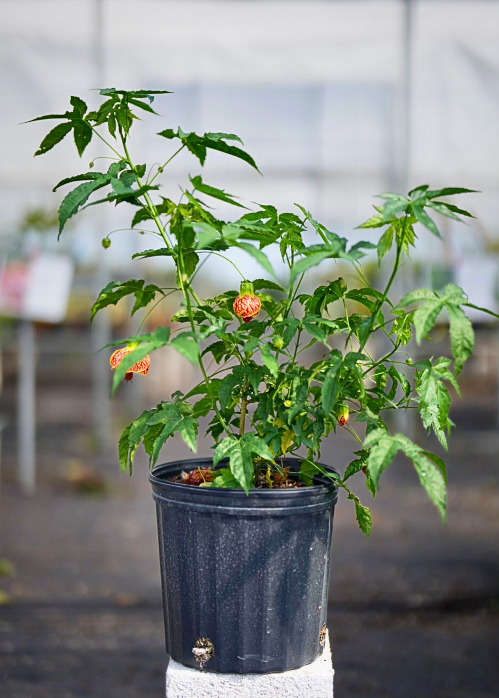 Flowering Maple — Abutilon pictum