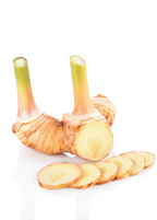 Greater Galangal — Alpinia galanga Plant