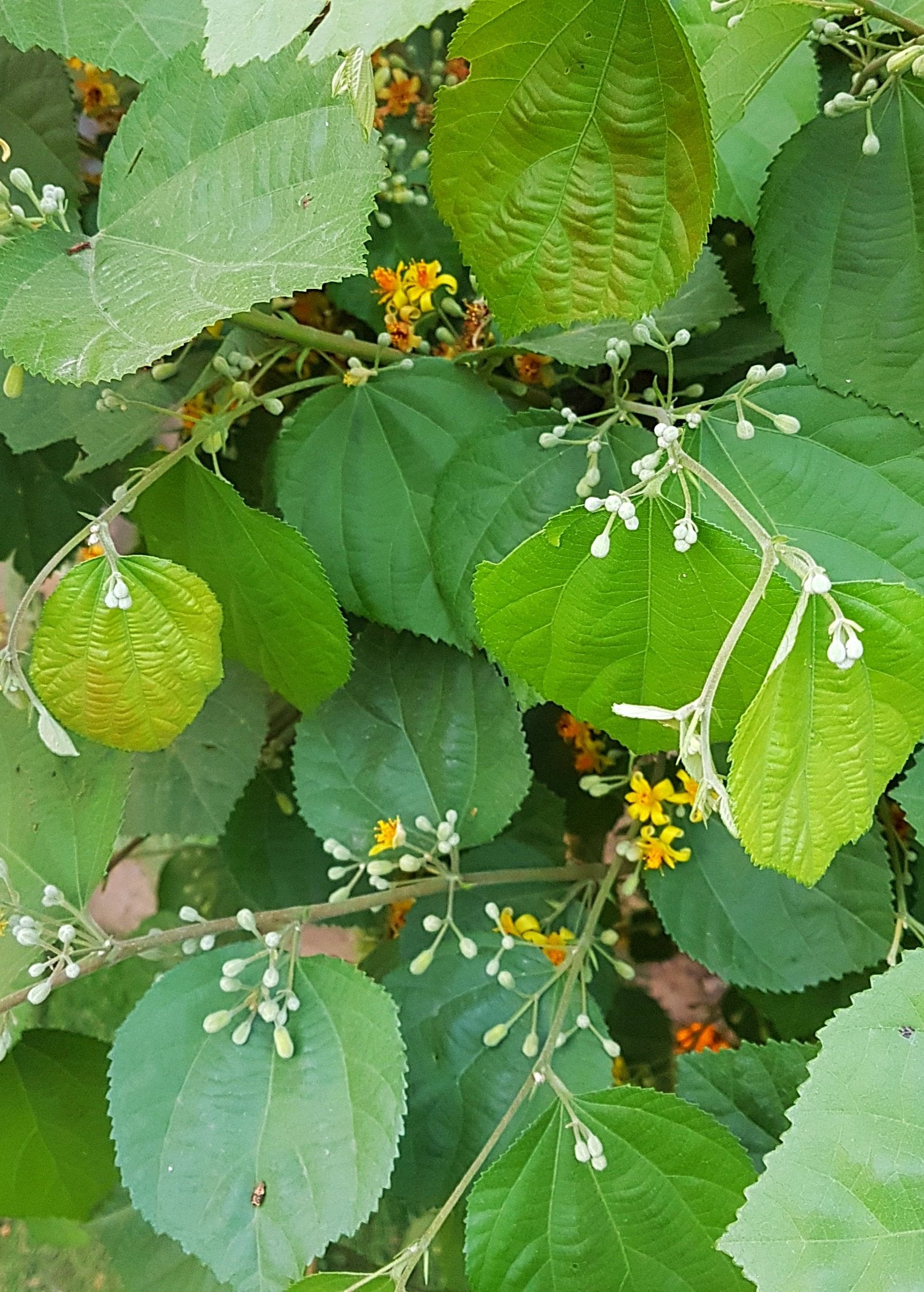 Sherbet Berry Plant — Phalsa