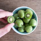 Prolific Kiwi live fruit plant